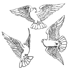 Three flying doves sketch set.Vector illustration