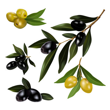 Green and black olives with leaves. vector illustration.