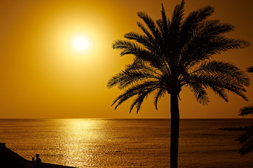 Beautiful sunset with a palm tree on Tenerife