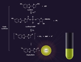 Luciferase reaction