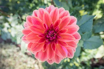 Photo sur Plexiglas Dahlia Fleur de dahlia rouge au jardin