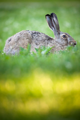 Rabbit lying down on a grass