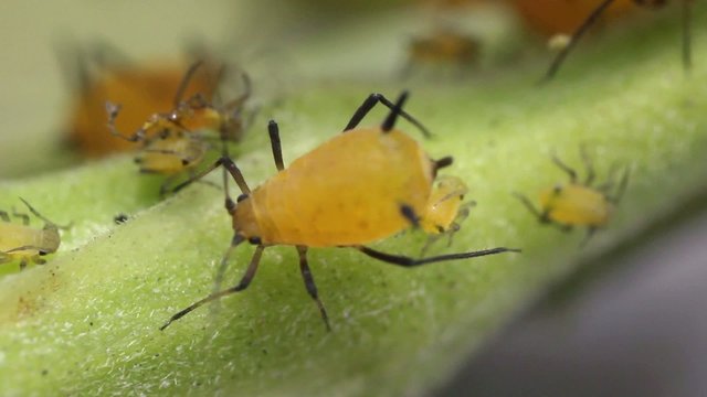 Oleander Aphids (Aphis nerii)