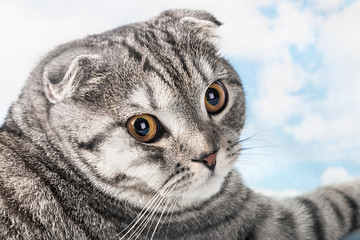 portrait of a young Scottish Fold cat