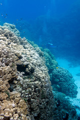 coral reef with hard corals in tropical sea