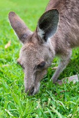 Naklejka na ściany i meble Close up of a grey Kangaroo