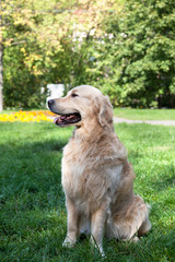dog of breed retrivt the golden sits on a grass