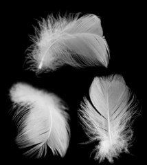 white feather of a bird on a black background