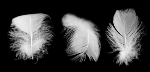 Obraz premium white feather of a bird on a black background