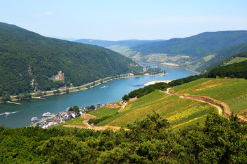 Rhine valley in Rudesheim © Julia Lavrinenko