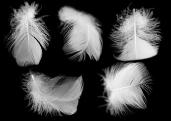 Obraz premium white feather of a bird on a black background