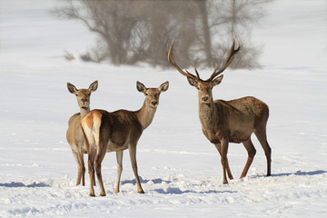 Deer and hinds