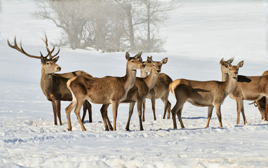 Group of deers