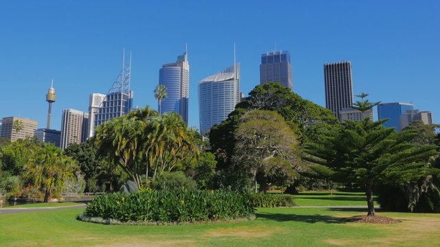 Sydney City Skyline, Royal Botanic Garden
