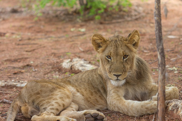Naklejka na ściany i meble Wild Lion in Zambia