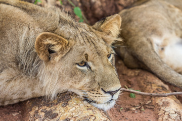 Resting Lion 