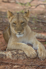 Fototapeta na wymiar Resting Lion in Zambia