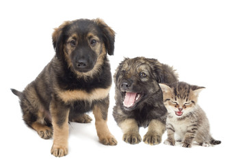 kitten and puppy
