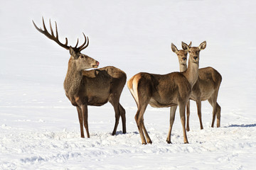 Deers