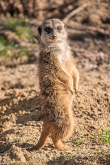 Fototapeta premium Erdmännchen (Suricata suricatta) meerkat