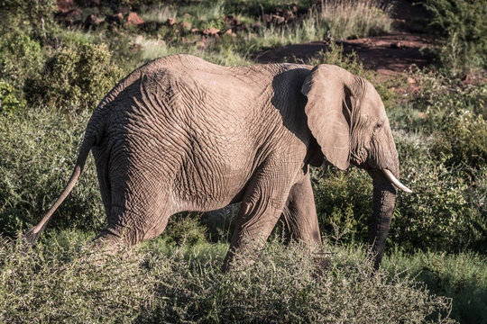 Elephant in South Africa Safari