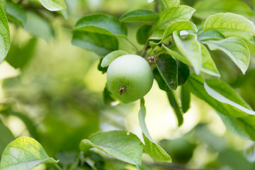 apples on the tree in nature