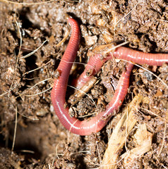 red worms in compost - bait for fishing
