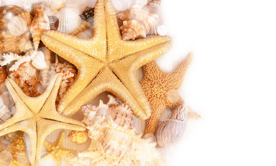Fototapeta na wymiar Starfish and Shells