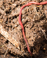 red worms in compost - bait for fishing