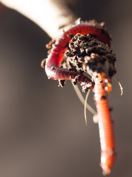 worm on a stick. close-up