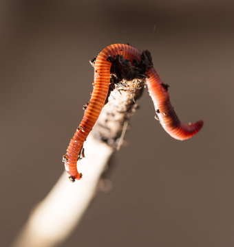 worm on a stick. close-up