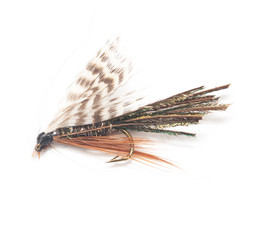 fly for fishing on white background