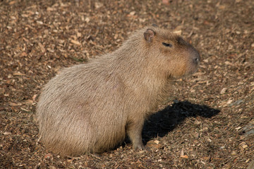 Capybara Wasserschwein (Hydrochoerus hydrochaeris)