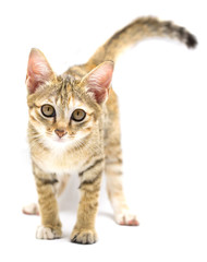 Kitten on white background