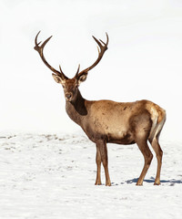 Obraz premium Deer