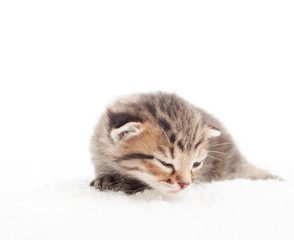 sleepy tabby kitten on white blanket