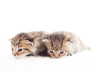 two striped kitten on a white blanket