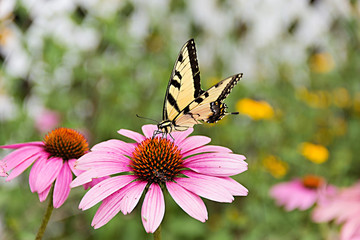 Butterfly on purple coneflower