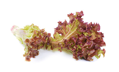 fresh red lettuce leaves isolated on white