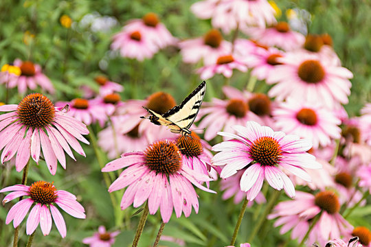 Butterfly On Purple Coneflower