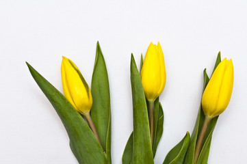 gelbe Tulpen
