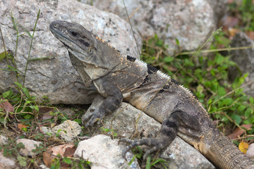 Leguan