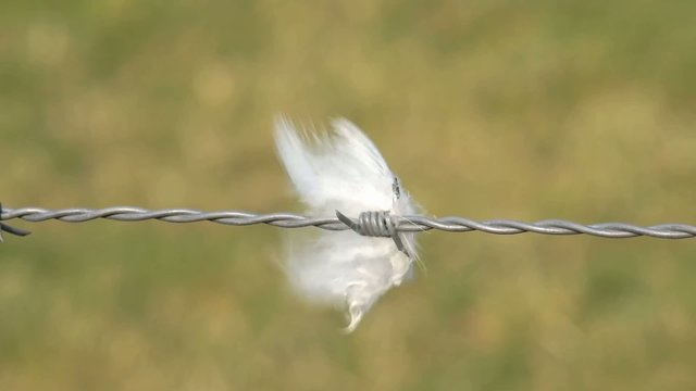 Feder und Stacheldraht