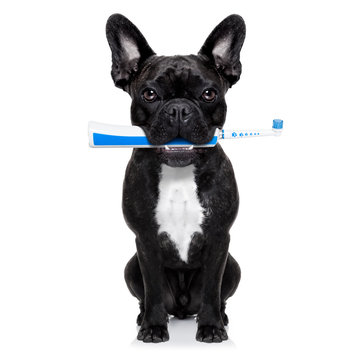 toothbrush dog