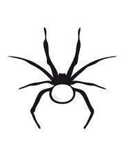 spider insect