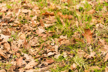 Foglie secche in autunno