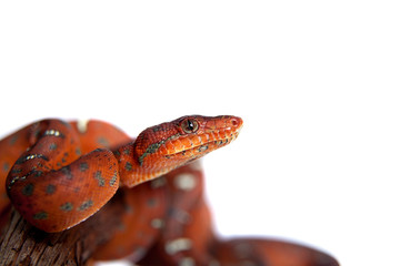 Emerald tree boa, 2 days old, isolated on white
