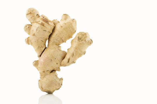 Ingwer (Zingiber officinale)