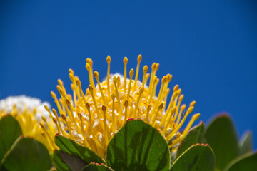 Protea d'Afrique du sud