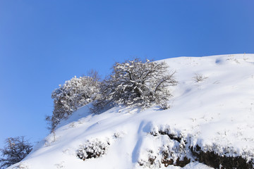 tree in the snow against the blue sky